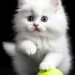 Котёнок играет с теннисным мячиком