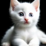 Котёнок белый, милота